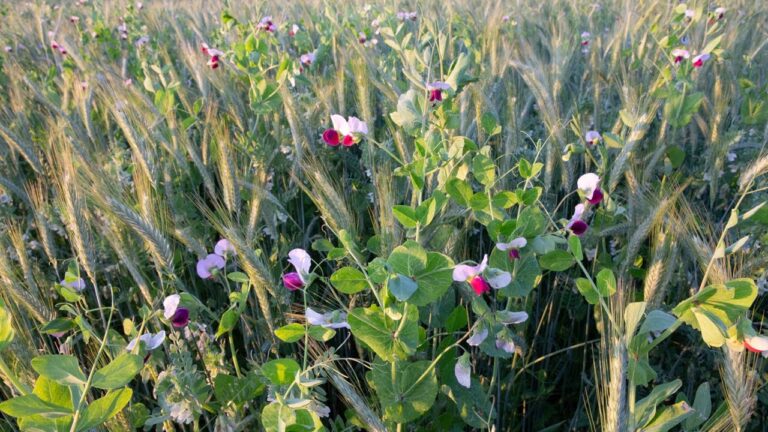 I disvantaggi dei fiori: ottimizzazione del flusso e gestione efficace