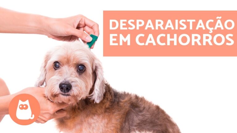 Guida alla Desparasita&ccedil;&atilde;o Interna nei Cani
