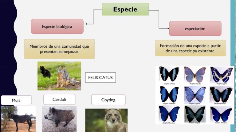 Diversità Specifica: Un’Analisi Concisa