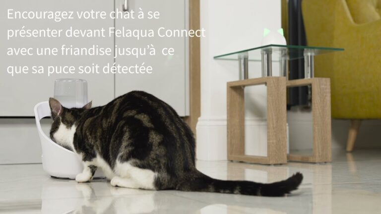 Microchip per gatti: vantaggi e utilità