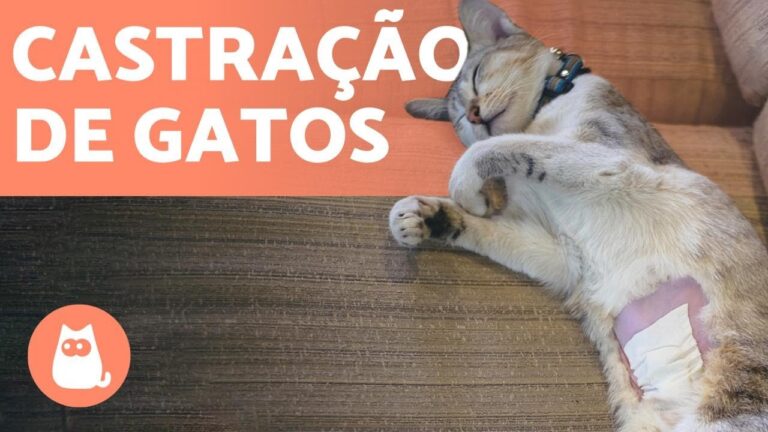 Costo della sterilizzazione del gatto