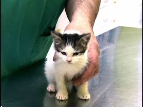 Guida alla disinfestazione dei gattini
