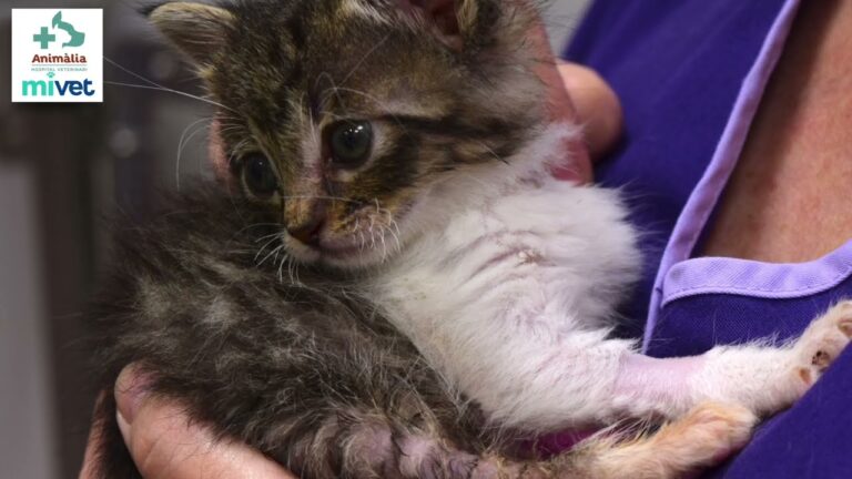 Sintomi della Panleucopenia Felina